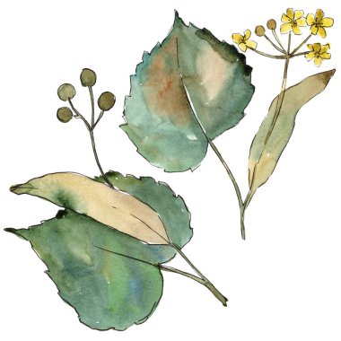 Linden izole bir suluboya tarzında bırakır. Aquarelle yaprak için arka plan, doku, sarıcı desen, çerçeve veya kenarlık.
