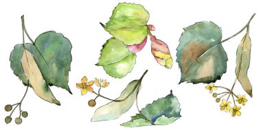 Linden izole bir suluboya tarzında bırakır. Aquarelle yaprak için arka plan, doku, sarıcı desen, çerçeve veya kenarlık.