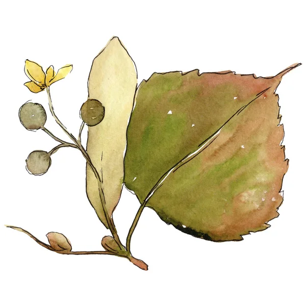 Linden izole bir suluboya tarzında bırakır. Aquarelle yaprak için arka plan, doku, sarıcı desen, çerçeve veya kenarlık.