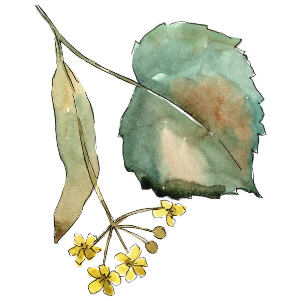 Linden izole bir suluboya tarzında bırakır. Aquarelle yaprak için arka plan, doku, sarıcı desen, çerçeve veya kenarlık.