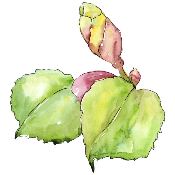 Linden izole bir suluboya tarzında bırakır. Aquarelle yaprak için arka plan, doku, sarıcı desen, çerçeve veya kenarlık.