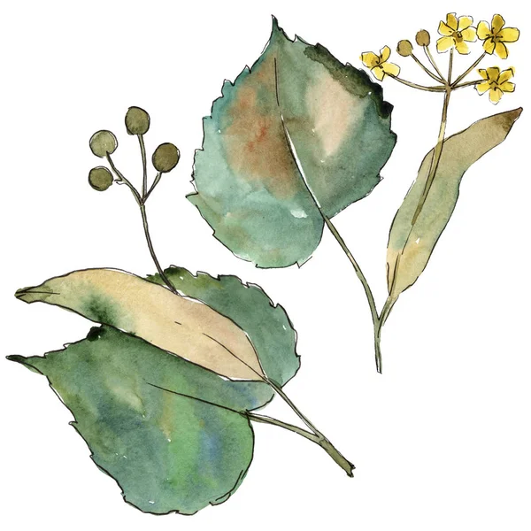 Linden izole bir suluboya tarzında bırakır. Aquarelle yaprak için arka plan, doku, sarıcı desen, çerçeve veya kenarlık.