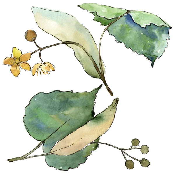 Linden izole bir suluboya tarzında bırakır. Aquarelle yaprak için arka plan, doku, sarıcı desen, çerçeve veya kenarlık.
