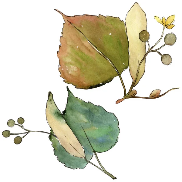Linden izole bir suluboya tarzında bırakır. Aquarelle yaprak için arka plan, doku, sarıcı desen, çerçeve veya kenarlık.