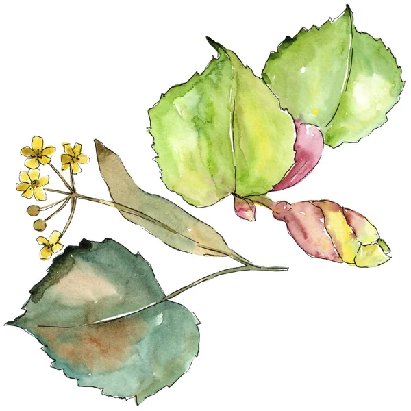 Linden izole bir suluboya tarzında bırakır. Aquarelle yaprak için arka plan, doku, sarıcı desen, çerçeve veya kenarlık.