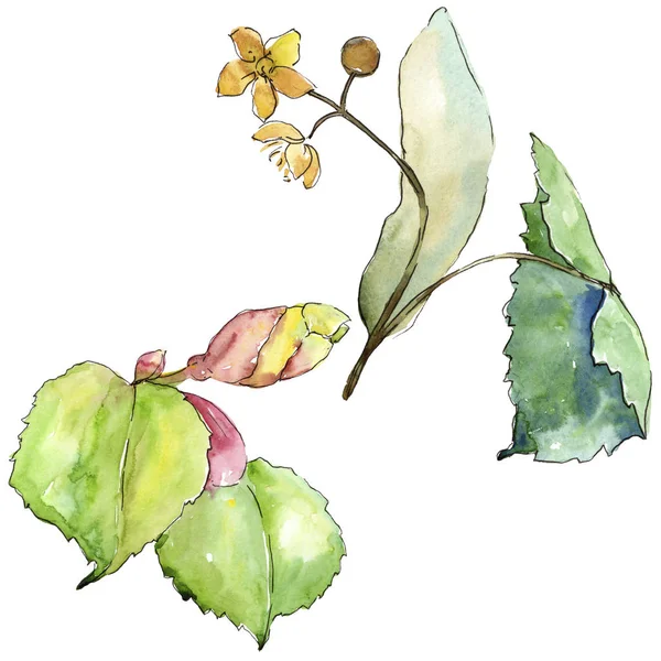Linden izole bir suluboya tarzında bırakır. Aquarelle yaprak için arka plan, doku, sarıcı desen, çerçeve veya kenarlık.