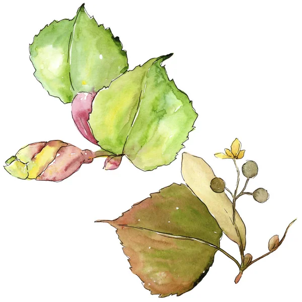 linden leaves in a watercolor style isolated. Aquarelle leaf for background, texture, wrapper pattern, frame or border.