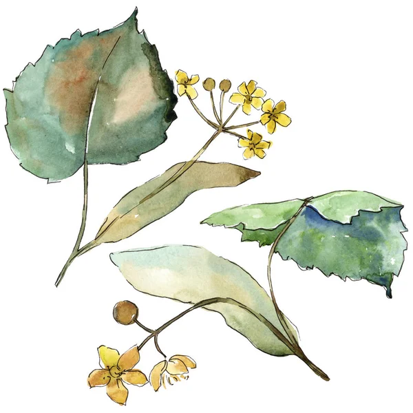 Linden izole bir suluboya tarzında bırakır. Aquarelle yaprak için arka plan, doku, sarıcı desen, çerçeve veya kenarlık.