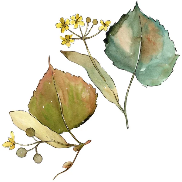 Φιλύρα Αφήνει Στυλ Υδροχρώματος Απομονωμένη Φύλλα Ακουαρέλας Για Φόντο Υφή — Φωτογραφία Αρχείου