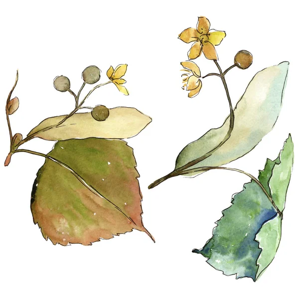 Linden izole bir suluboya tarzında bırakır. Aquarelle yaprak için arka plan, doku, sarıcı desen, çerçeve veya kenarlık.