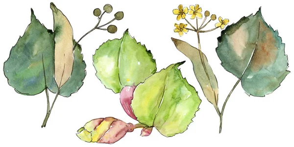 Linden izole bir suluboya tarzında bırakır. Aquarelle yaprak için arka plan, doku, sarıcı desen, çerçeve veya kenarlık.
