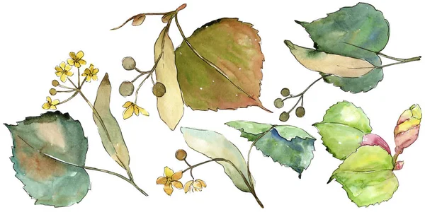 Linden izole bir suluboya tarzında bırakır. Aquarelle yaprak için arka plan, doku, sarıcı desen, çerçeve veya kenarlık.
