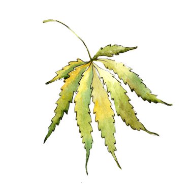 Yeşil esrar izole bir suluboya tarzında bırakır. Aquarelle yaprak için arka plan, doku, sarıcı desen, çerçeve veya kenarlık.