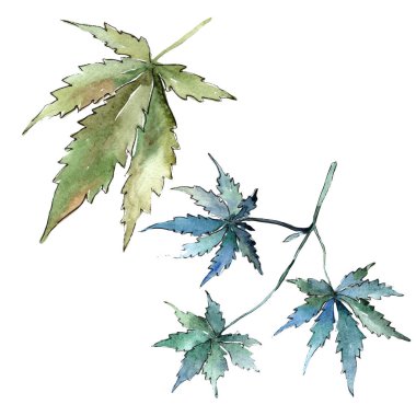 Yeşil esrar izole bir suluboya tarzında bırakır. Aquarelle yaprak için arka plan, doku, sarıcı desen, çerçeve veya kenarlık.