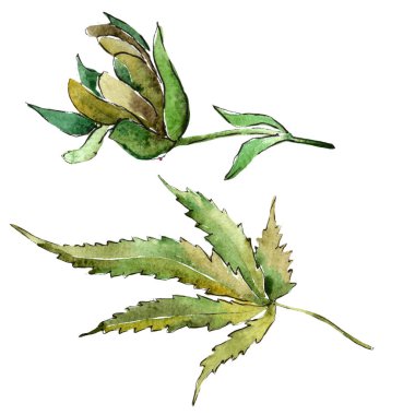 Yeşil esrar izole bir suluboya tarzında bırakır. Aquarelle yaprak için arka plan, doku, sarıcı desen, çerçeve veya kenarlık.