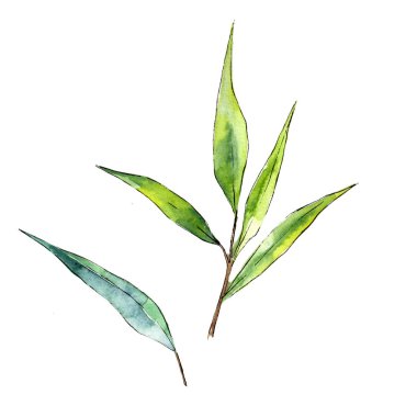 Bambu izole bir suluboya tarzında bırakır. Aquarelle yaprak için arka plan, doku, sarıcı desen, çerçeve veya kenarlık.
