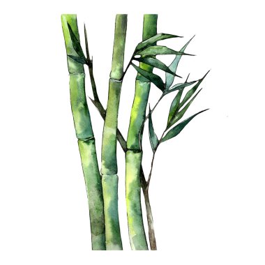 Bambu izole bir suluboya tarzında bırakır. Aquarelle yaprak için arka plan, doku, sarıcı desen, çerçeve veya kenarlık.