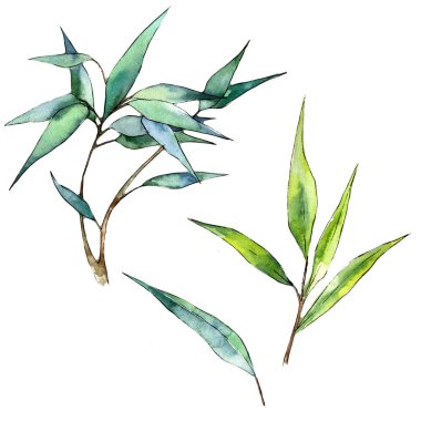 Bambu izole bir suluboya tarzında bırakır. Aquarelle yaprak için arka plan, doku, sarıcı desen, çerçeve veya kenarlık.