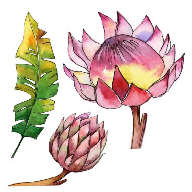 Renkli tropikal bitki. Botanik çiçek. İzole illüstrasyon öğesi. Arka plan, doku, sarıcı desen, çerçeve veya kenarlık için Aquarelle kır çiçeği.