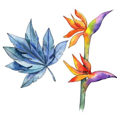 Renkli tropikal bitki. Botanik çiçek. İzole illüstrasyon öğesi. Arka plan, doku, sarıcı desen, çerçeve veya kenarlık için Aquarelle kır çiçeği.