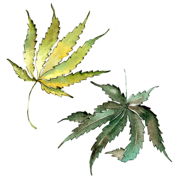 Yeşil esrar izole bir suluboya tarzında bırakır. Aquarelle yaprak için arka plan, doku, sarıcı desen, çerçeve veya kenarlık.