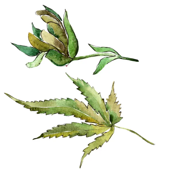 Yeşil esrar izole bir suluboya tarzında bırakır. Aquarelle yaprak için arka plan, doku, sarıcı desen, çerçeve veya kenarlık.