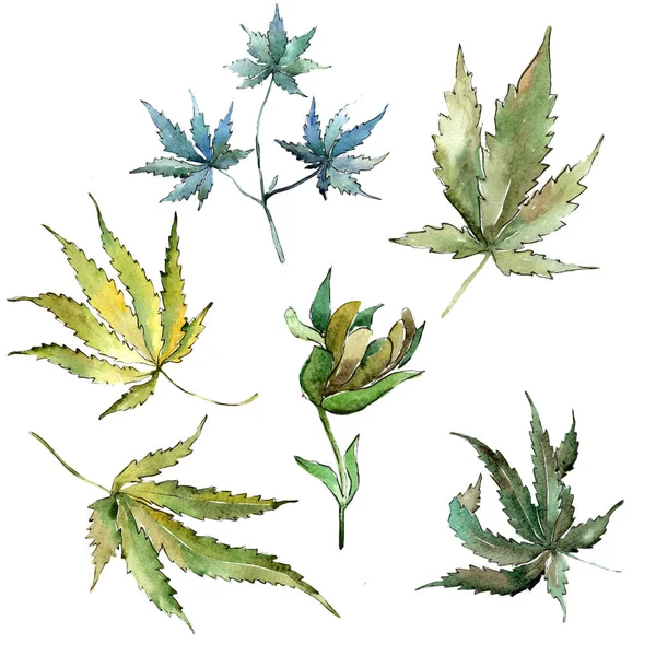 Yeşil esrar izole bir suluboya tarzında bırakır. Aquarelle yaprak için arka plan, doku, sarıcı desen, çerçeve veya kenarlık.