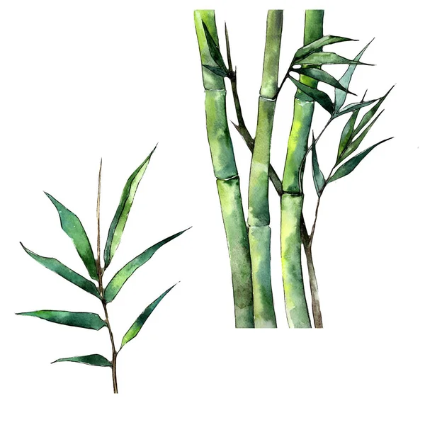 Bamboo leaves in a watercolor style isolated. Aquarelle leaf for background, texture, wrapper pattern, frame or border.