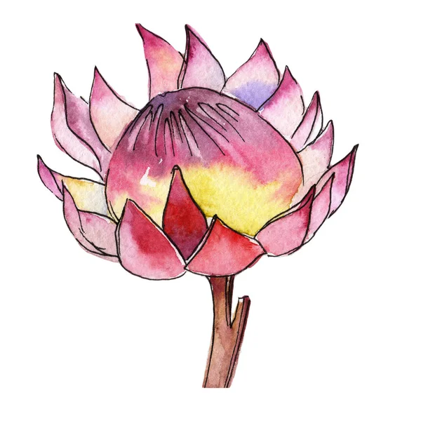 Renkli tropikal bitki. Botanik çiçek. İzole illüstrasyon öğesi. Arka plan, doku, sarıcı desen, çerçeve veya kenarlık için Aquarelle kır çiçeği.