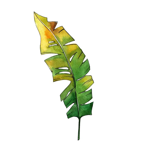 Plantas Tropicais Coloridas Floral Flor Botânica Isolado Elemento Ilustração Aquarelle — Fotografia de Stock