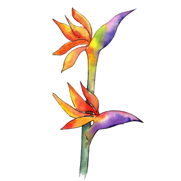 Coloridas Plantas Tropicales Flor Botánica Floral Elemento Ilustración Aislado Flor — Foto de Stock