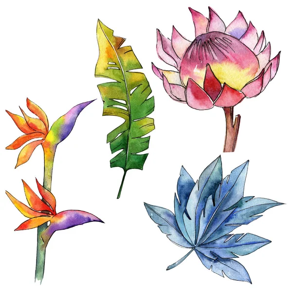 Πολύχρωμα Τροπικά Φυτά Floral Βοτανικό Λουλούδι Απομονωμένη Εικονογράφηση Στοιχείο Ακουαρέλα — Φωτογραφία Αρχείου