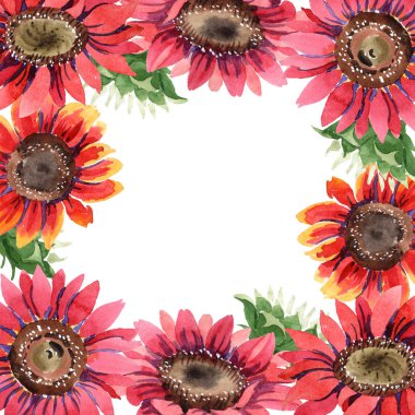 Kır çiçeği kırmızı ayçiçeği çiçek suluboya tarzında. Çerçeve kenarlığı süsleme Meydanı. Bitki tam adı: ayçiçeği. Arka plan, doku, sarıcı desen, çerçeve veya kenarlık için Aquarelle kır çiçeği.