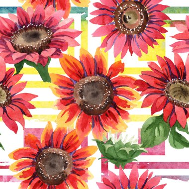 Kır çiçeği kırmızı ayçiçeği çiçek suluboya tarzında. Sorunsuz arka plan deseni. Kumaş duvar kağıdı yazdırma doku. Arka plan, doku, sarıcı desen, çerçeve için Aquarelle kır çiçeği.