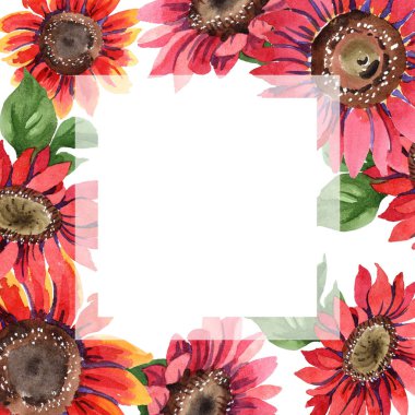 Kır çiçeği kırmızı ayçiçeği çiçek suluboya tarzında. Çerçeve kenarlığı süsleme Meydanı. Bitki tam adı: ayçiçeği. Arka plan, doku, sarıcı desen, çerçeve veya kenarlık için Aquarelle kır çiçeği.
