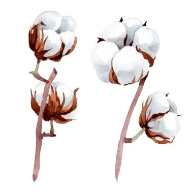 Yumuşak beyaz pamuklu. Botanik çiçek. İzole illüstrasyon öğesi. Arka plan, doku, sarıcı desen, çerçeve veya kenarlık için Aquarelle kır çiçeği.