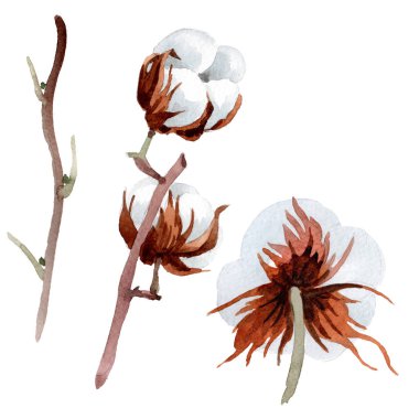 Yumuşak beyaz pamuklu. Botanik çiçek. İzole illüstrasyon öğesi. Arka plan, doku, sarıcı desen, çerçeve veya kenarlık için Aquarelle kır çiçeği.