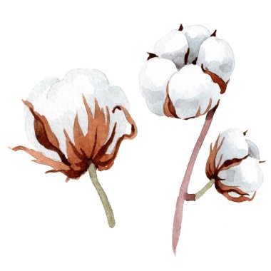 Yumuşak beyaz pamuklu. Botanik çiçek. İzole illüstrasyon öğesi. Arka plan, doku, sarıcı desen, çerçeve veya kenarlık için Aquarelle kır çiçeği.