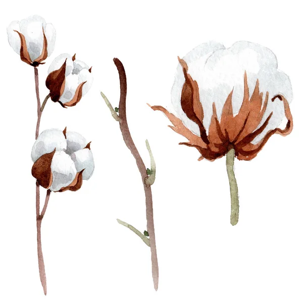柔らかい白い綿 花植物の花 孤立した図の要素 テクスチャ ラッパー パターン フレームや境界線の Aquarelle ワイルドフラワー — ストック写真