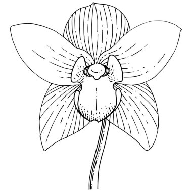 Orkide izole bir vektör tarzı. Bitki tam adı: orkide. Arka plan, doku, sarıcı desen, çerçeve veya kenarlık için vektör çiçek.