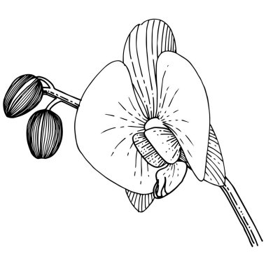 Orkide izole bir vektör tarzı. Bitki tam adı: orkide. Arka plan, doku, sarıcı desen, çerçeve veya kenarlık için vektör çiçek.