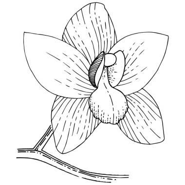 Orkide izole bir vektör tarzı. Bitki tam adı: orkide. Arka plan, doku, sarıcı desen, çerçeve veya kenarlık için vektör çiçek.