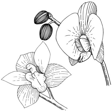Orkide izole bir vektör tarzı. Bitki tam adı: orkide. Arka plan, doku, sarıcı desen, çerçeve veya kenarlık için vektör çiçek.