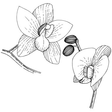 Orkide izole bir vektör tarzı. Bitki tam adı: orkide. Arka plan, doku, sarıcı desen, çerçeve veya kenarlık için vektör çiçek.