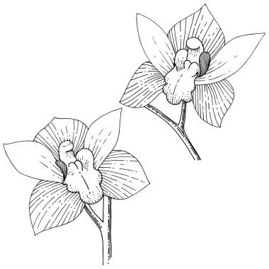 Orkide izole bir vektör tarzı. Bitki tam adı: orkide. Arka plan, doku, sarıcı desen, çerçeve veya kenarlık için vektör çiçek.