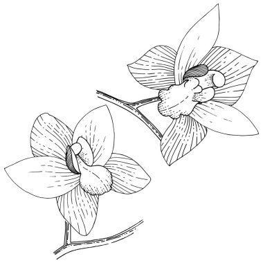 Orkide izole bir vektör tarzı. Bitki tam adı: orkide. Arka plan, doku, sarıcı desen, çerçeve veya kenarlık için vektör çiçek.