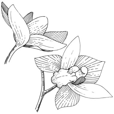 Orkide izole bir vektör tarzı. Bitki tam adı: orkide. Arka plan, doku, sarıcı desen, çerçeve veya kenarlık için vektör çiçek.