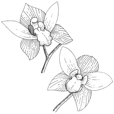 Orkide izole bir vektör tarzı. Bitki tam adı: orkide. Arka plan, doku, sarıcı desen, çerçeve veya kenarlık için vektör çiçek.