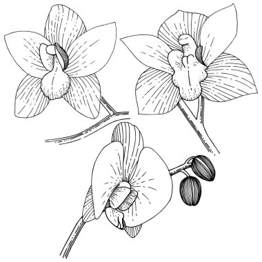 Orkide izole bir vektör tarzı. Bitki tam adı: orkide. Arka plan, doku, sarıcı desen, çerçeve veya kenarlık için vektör çiçek.