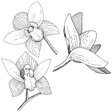 Orkide izole bir vektör tarzı. Bitki tam adı: orkide. Arka plan, doku, sarıcı desen, çerçeve veya kenarlık için vektör çiçek.